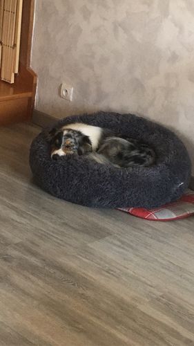 Customer photo review of Lit Apaisant Comfy® |  Pour Chien et Chat