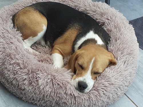 Customer photo review of Lit Apaisant Comfy® |  Pour Chien et Chat