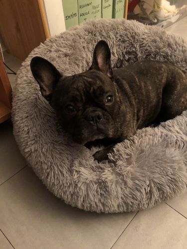 Customer photo review of Lit Apaisant Comfy® |  Pour Chien et Chat