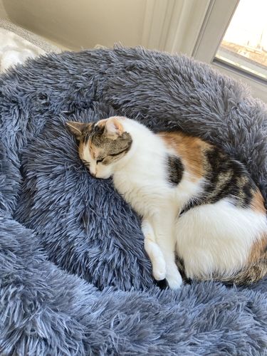 Customer photo review of Lit Apaisant Comfy® |  Pour Chien et Chat