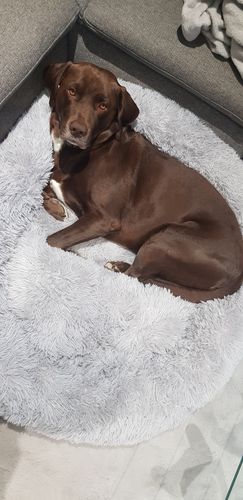 Customer photo review of Lit Apaisant Comfy® |  Pour Chien et Chat