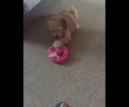 Customer photo review of Dog Tyre Rubber Chew Tug Toy with Rope Flosser – Pink
