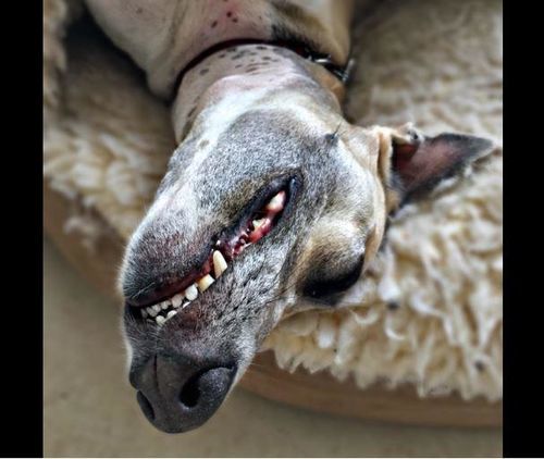 Customer photo review of Petsmile Professional Pet Toothpaste - 4.5 Oz- Natural London Broil Flavour