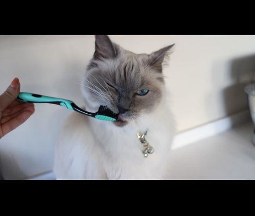 Customer photo review of Extra Large Breed Pet Bamboo Charcoal Dog Toothbrush