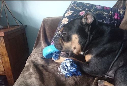 Customer photo review of Dog Tyre Rubber Chew Tug Toy with Rope Flosser – Blue