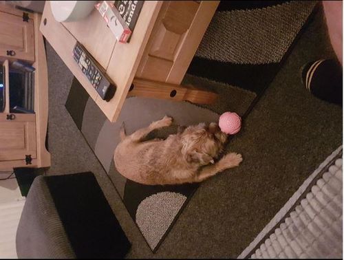 Customer photo review of Treat Dispenser Plaque Cleaner Rubber Dog Ball Chew Toy – Pink