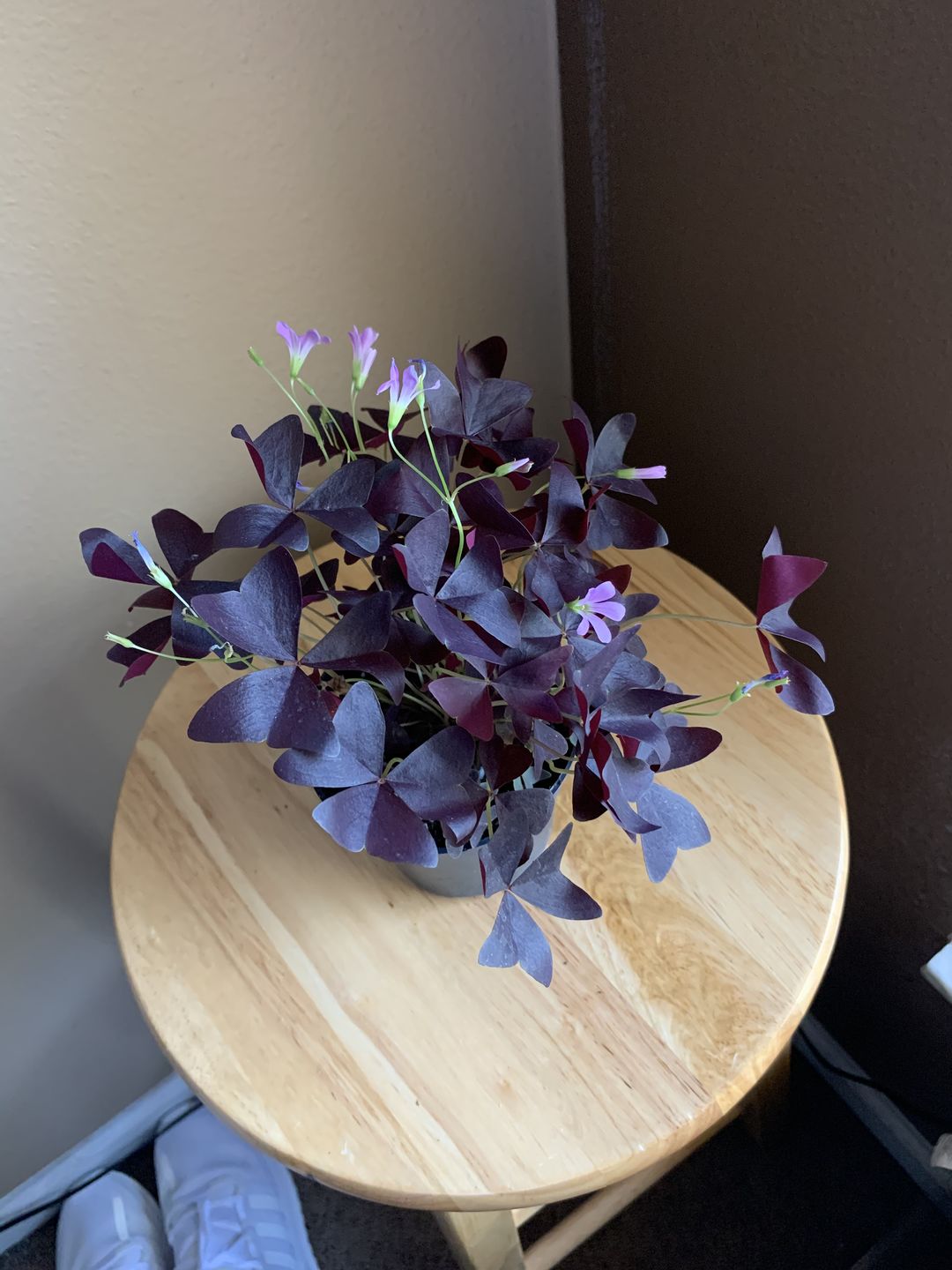 Customer photo review of 4" Oxalis Ebony Allure