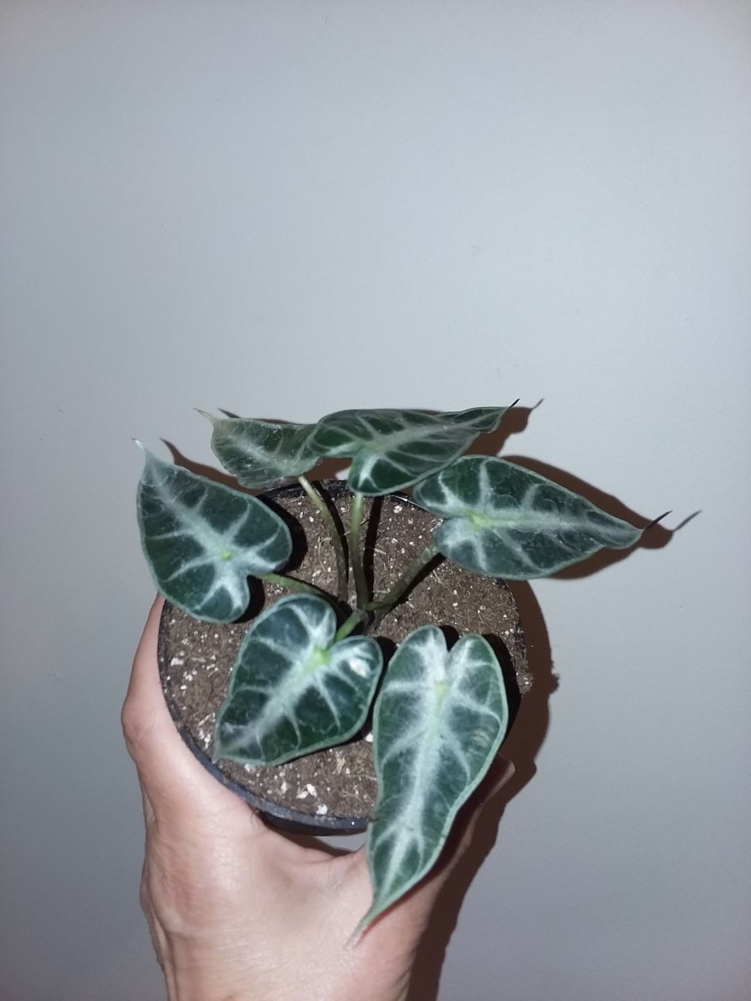 Customer photo review of 4" Alocasia Bambino