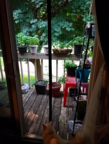 Customer photo review of Fresh Air Screen