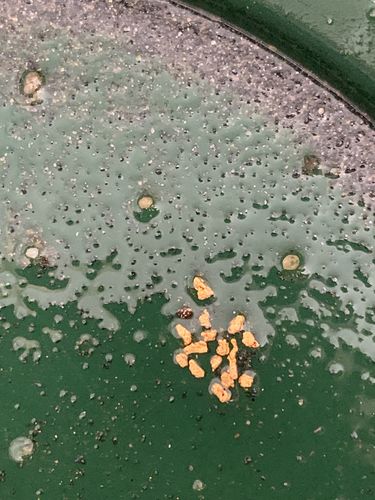 Customer photo review of 2 & 1/2 Lb. NUGGET RESERVE™ Gold Paydirt Unsearched BOGO