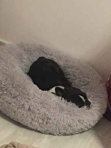 Customer photo review of Lit Apaisant Comfy® |  Pour Chien et Chat