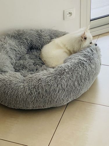 Customer photo review of Coussin apaisant Pilou Pillow™ | Pour chien et chat