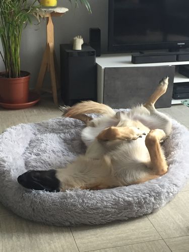 Customer photo review of Coussin apaisant Pilou Pillow™ | Pour chien et chat