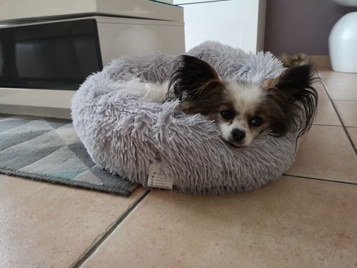 Customer photo review of Lit Apaisant Comfy® |  Pour Chien et Chat