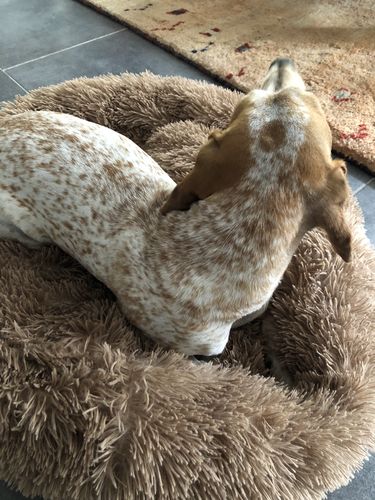 Customer photo review of Coussin apaisant Pilou Pillow™ | Pour chien et chat