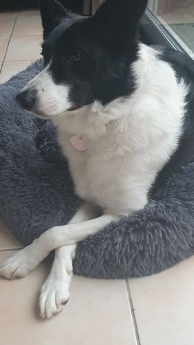 Customer photo review of Coussin apaisant Pilou Pillow™ | Pour chien et chat