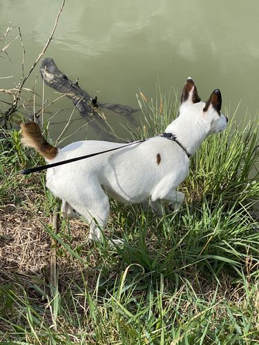 Customer photo review of Coussin apaisant Pilou Pillow™ | Pour chien et chat