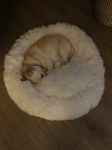 Customer photo review of ANIMALOVERS™ CAMA DE RELAJACIÓN PARA MASCOTAS