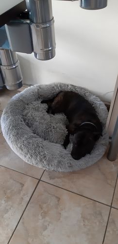 Customer photo review of Lit Apaisant Comfy® |  Pour Chien et Chat