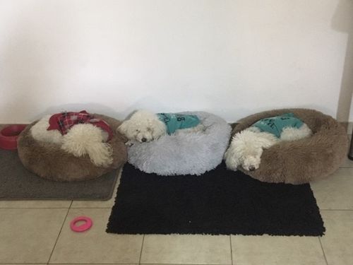 Customer photo review of ANIMALOVERS™ CAMA DE RELAJACIÓN PARA MASCOTAS