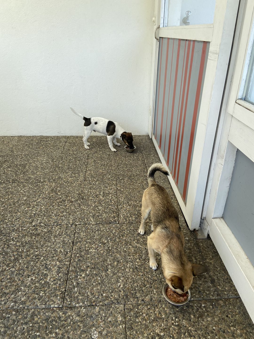 Customer photo review of NutriDog Starter-Box - 3 Sorten in 200g Portionen