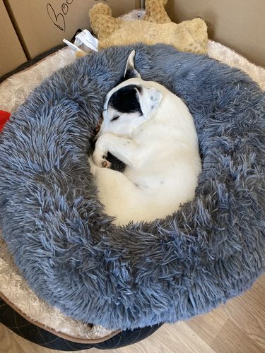 Customer photo review of Pet Calming Bed