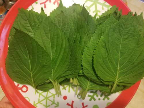 Customer photo review of [Galleria] Sesame Leaves 5 bunches