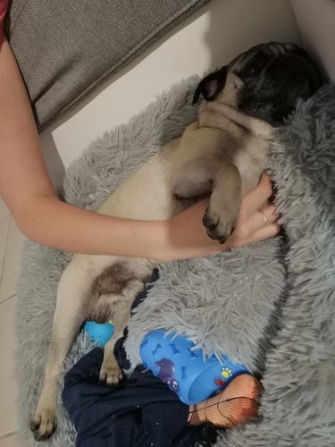 Customer photo review of Lit Apaisant Comfy® |  Pour Chien et Chat