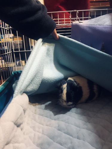 Customer photo review of GuineaDad Liner- Full Sizes with Pockets