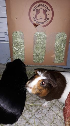 Customer photo review of GuineaDad Nourish Series - Timothy Hay (3 Pack)