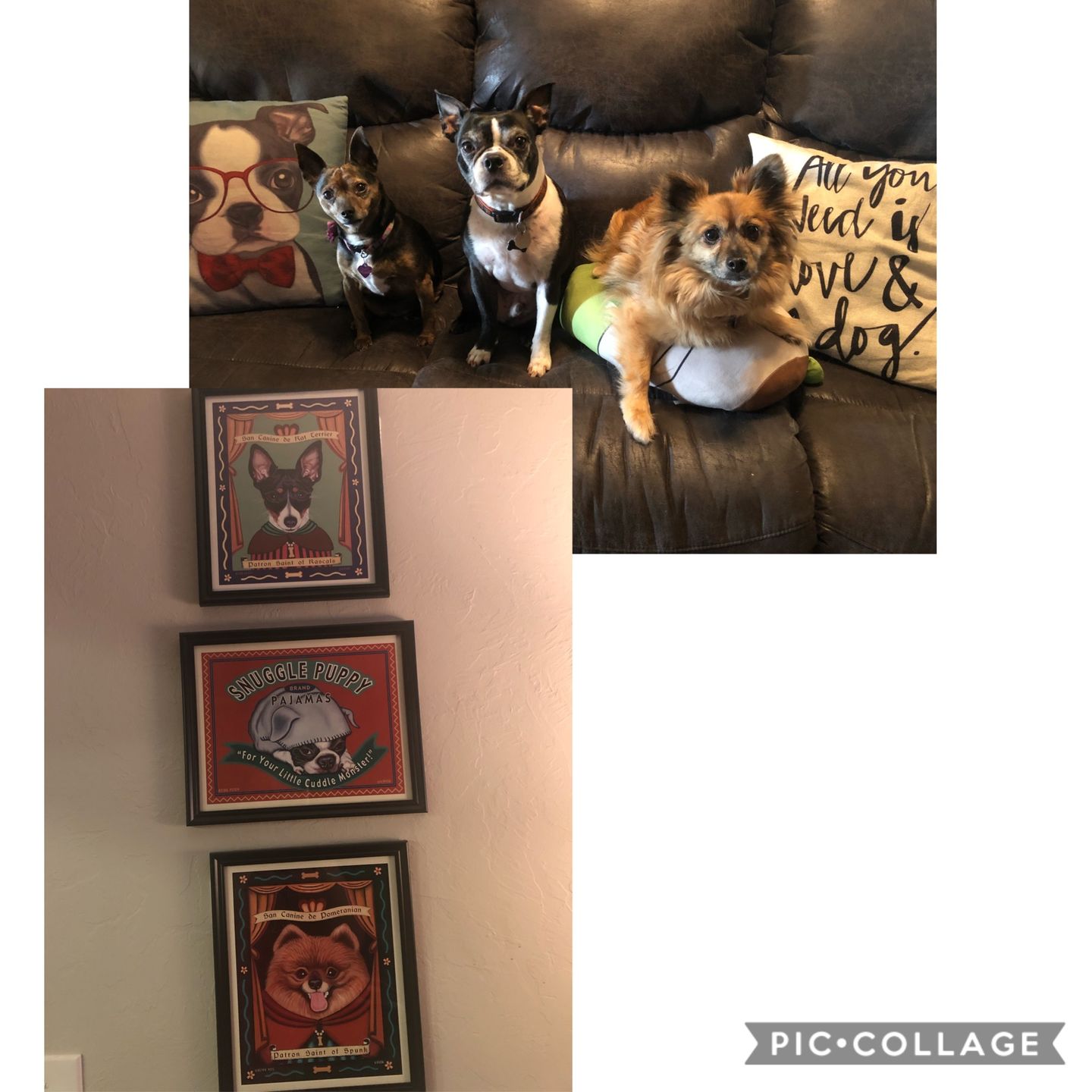 Customer photo review of Pomeranian Art "Patron Saint of Spunk" Art Print by Krista Brooks