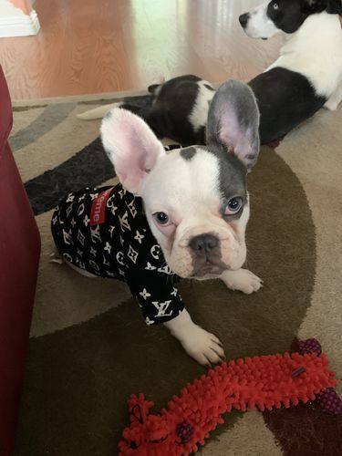 supreme dog hoodie amazon