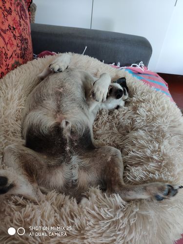 Customer photo review of Coussin apaisant Pilou Pillow™ | Pour chien et chat