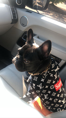 supreme dog hoodie amazon