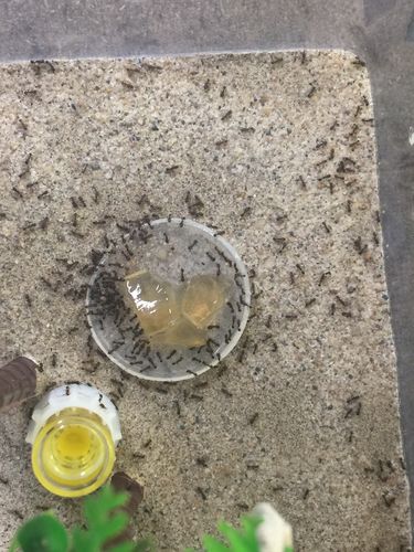 Customer photo review of Protein Jelly 16g (Random Flavour)