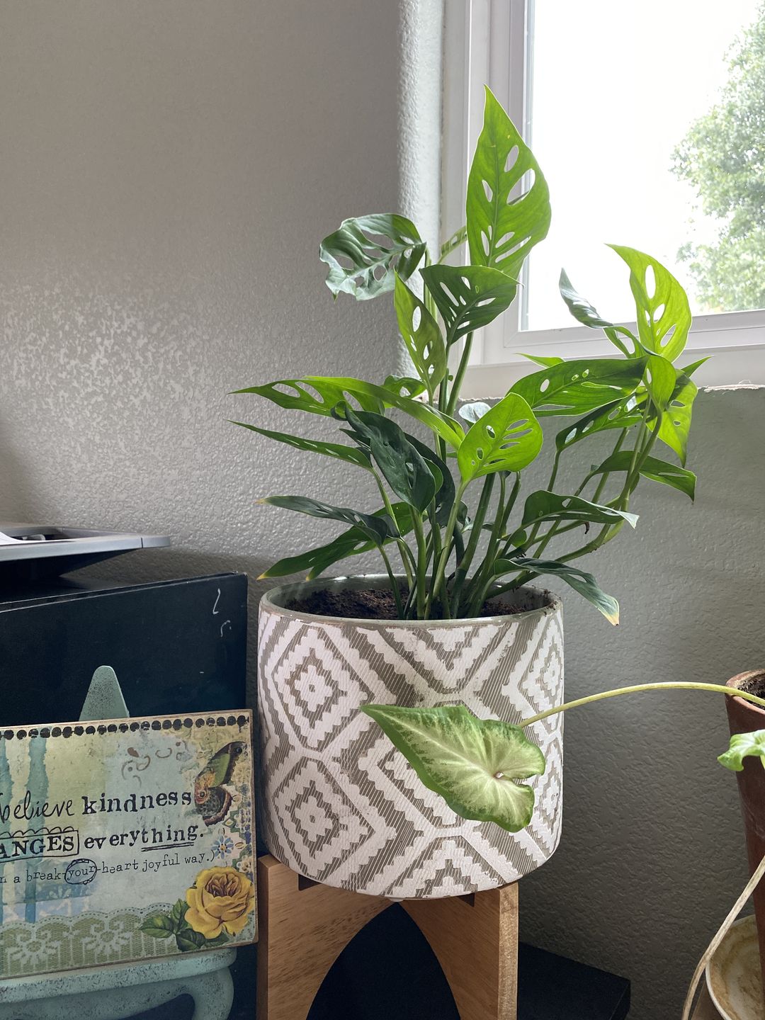 Customer photo review of 4" Monstera Adansonii (Narrow Leaf)