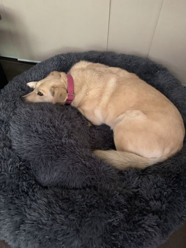 Customer photo review of Lit Apaisant Comfy® |  Pour Chien et Chat