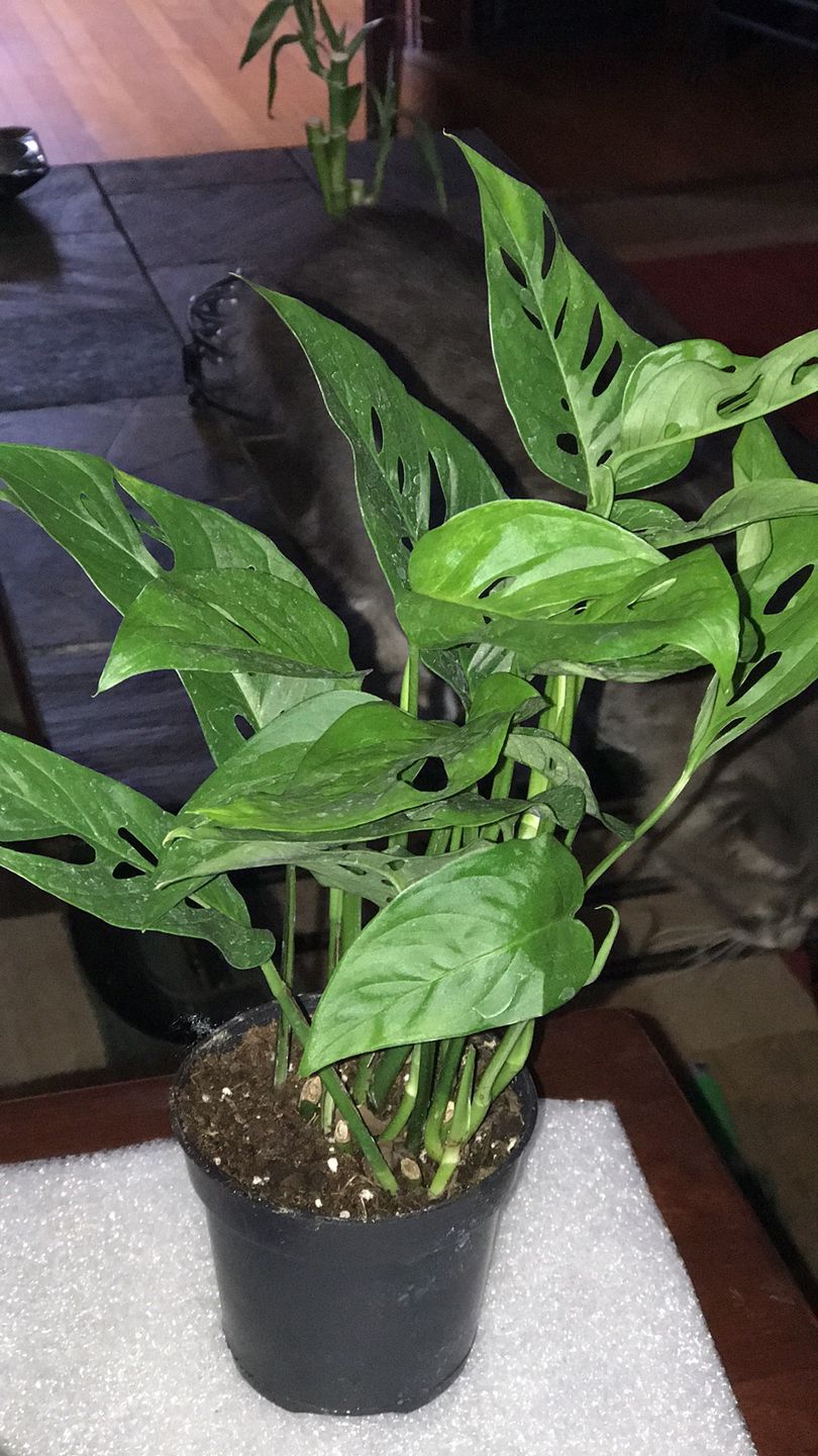 Customer photo review of 4" Monstera Adansonii (Narrow Leaf)
