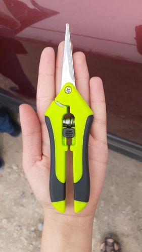 Customer photo review of AMIX Astschere - Schnipp schnapp Ästchen ab