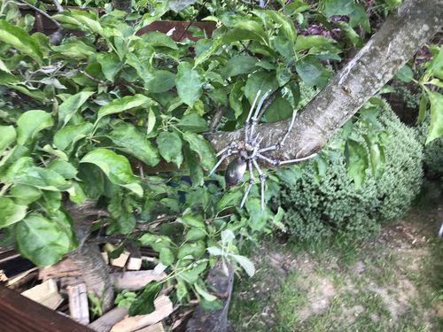 Customer photo review of Apple iPhone 7 128GB Matte Black Unlocked Refurbished Excellent