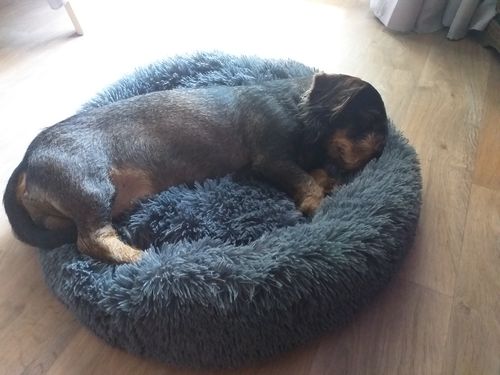 Customer photo review of Coussin apaisant Pilou Pillow™ | Pour chien et chat