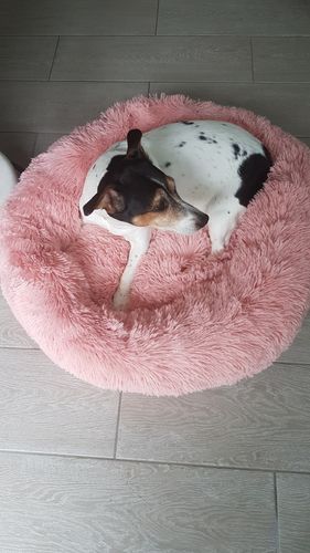 Customer photo review of Lit Apaisant Comfy® |  Pour Chien et Chat