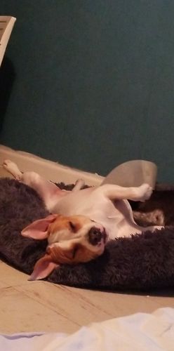 Customer photo review of Lit Apaisant Comfy® |  Pour Chien et Chat