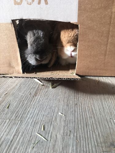 Customer photo review of Timothy Hay Box