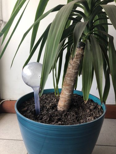 Customer photo review of TRINKI - die Trinkkugel für deine Pflanze