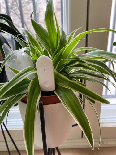 Customer photo review of GIESS-MICH SENSOR - misst Bodenfeuchtigkeit und hilft Planzen zu überleben