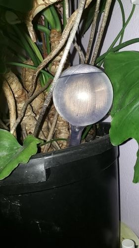 Customer photo review of TRINKI - die Trinkkugel für deine Pflanze