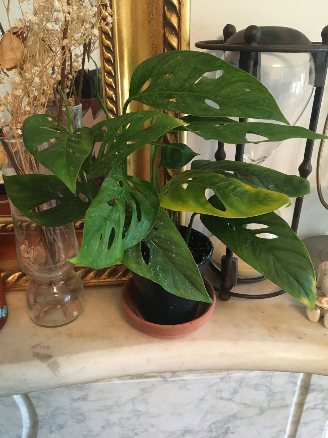Customer photo review of 4" Monstera Adansonii (Narrow Leaf)