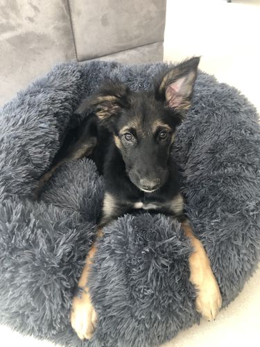 Customer photo review of Lit Apaisant Comfy® |  Pour Chien et Chat