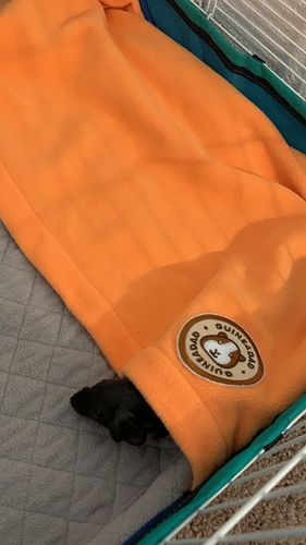 Customer photo review of GuineaDad Liner- Full Sizes with Pockets